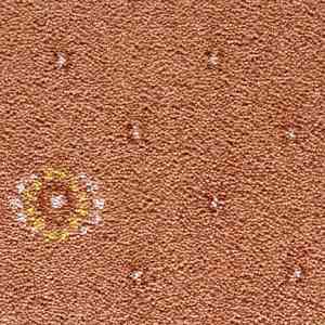 Ковролин CONDOR Carpets Australia 223 фото ##numphoto## | FLOORDEALER