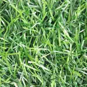 Искусственная трава EcoGreen EcoGreen фото ##numphoto## | FLOORDEALER