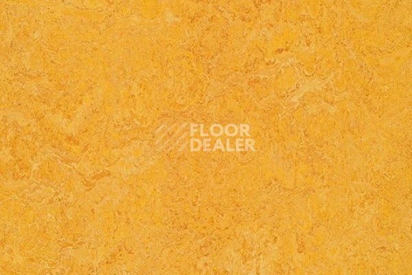 Линолеум Marmoleum Decibel 322535 dandelion фото 1 | FLOORDEALER